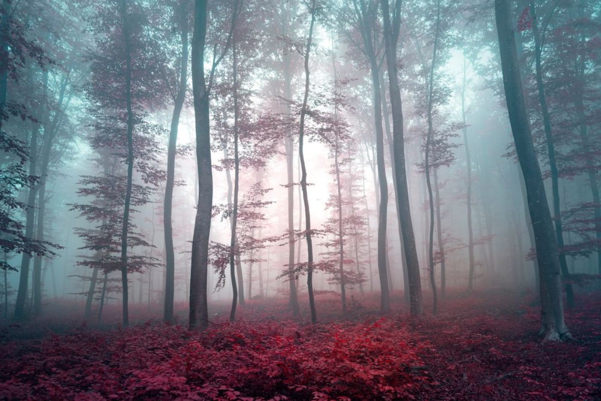 Bild på Magic violet red colored foggy forest tree landscape Violet red color tone filter effect used