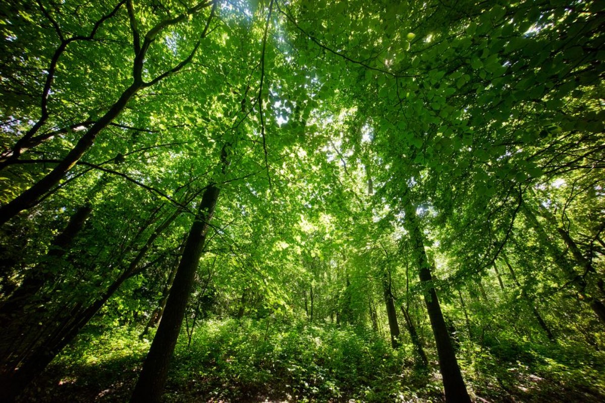 Picture of Trees in a green  forest