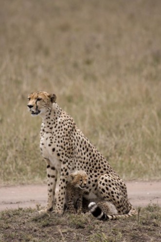 Image de Wet cheetah