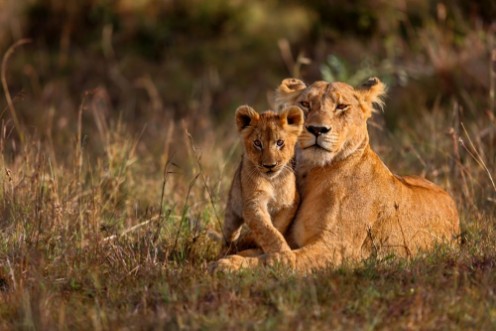 Afbeeldingen van Lion mother of Notches Rongai Pride with cub in Masai Mara Kenya