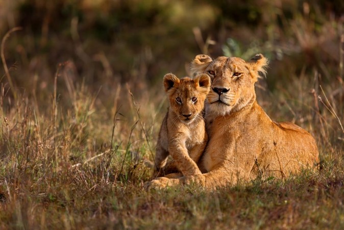 Afbeeldingen van Lion mother of Notches Rongai Pride with cub in Masai Mara Kenya