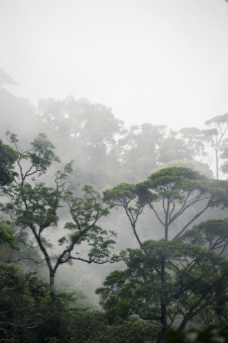 Image de Misty jungle forest