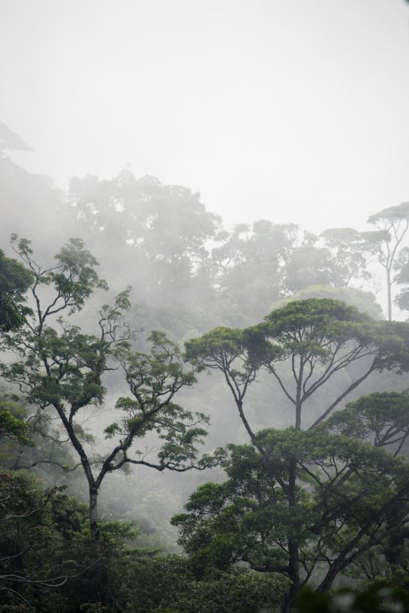 Afbeeldingen van Misty jungle forest