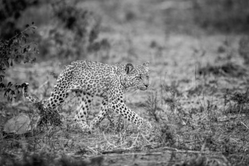Afbeeldingen van Walking baby Leopard in black and white