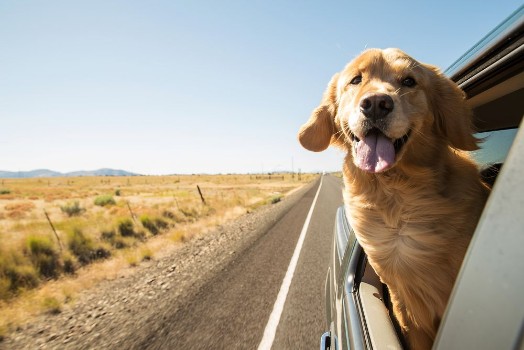 Picture of Golden Retriever Dog on a road trip