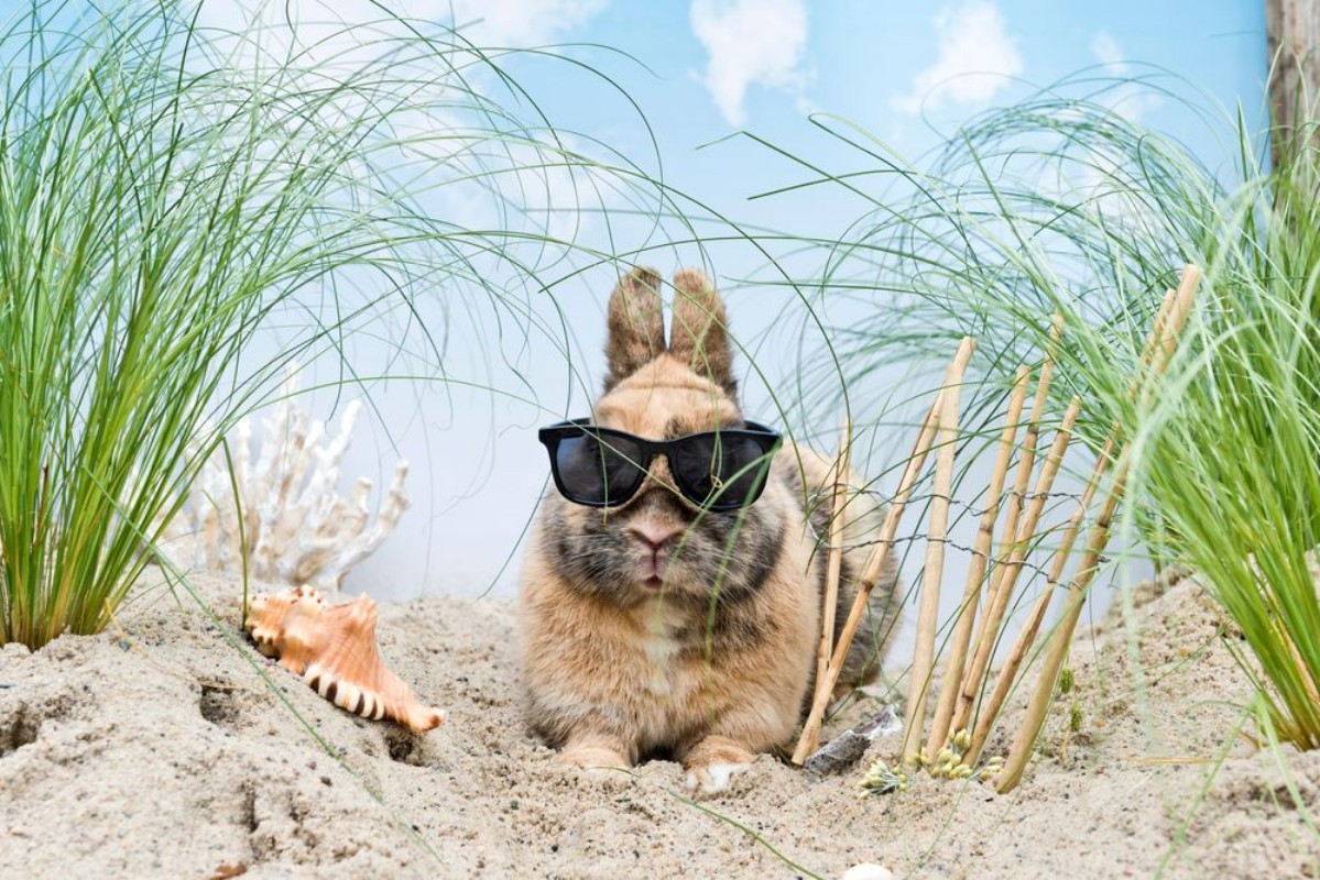 Afbeeldingen van Kaninchen mit Sonnenbrille in den Dnen