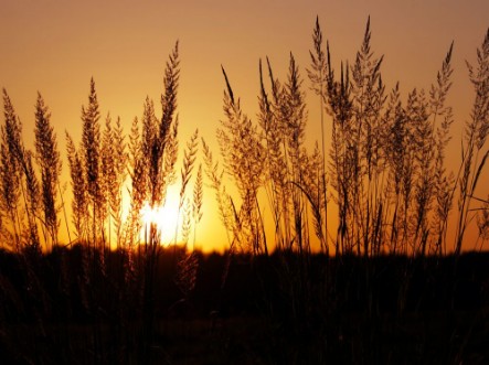 Bild på Tuft grass Calamagrostis epigeios on a sunset
