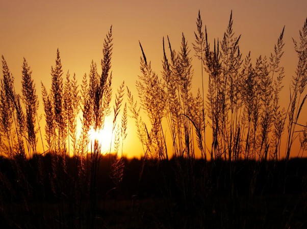 Picture of Tuft grass Calamagrostis epigeios on a sunset