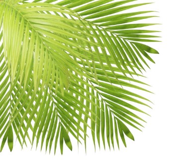 Picture of Palm leaf isolated on white background