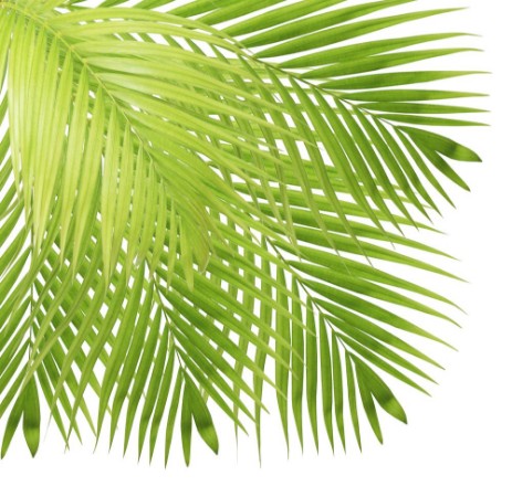 Picture of Palm leaf isolated on white background