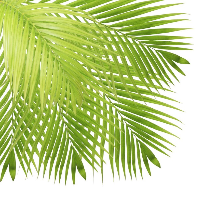 Afbeeldingen van Palm leaf isolated on white background