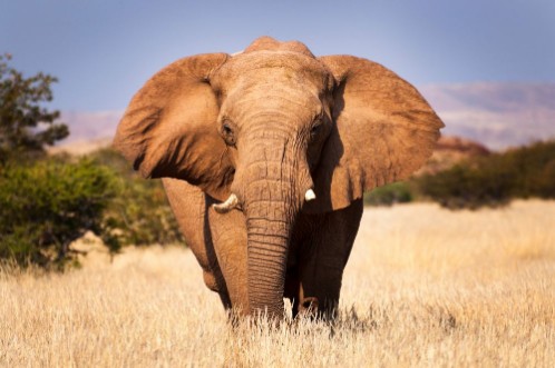 Bild på Elephant in the savannah in Namibia Africa concept for traveling in Africa and Safari