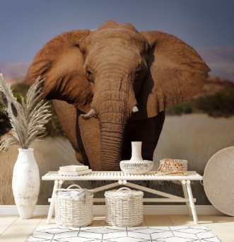 Picture of Elephant in the savannah in Namibia Africa concept for traveling in Africa and Safari