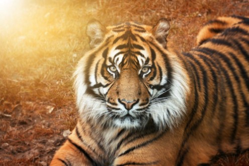 Bild på Tiger mnnchen bei Sonnenuntergang von nah im Portrait mit intensiven Augen