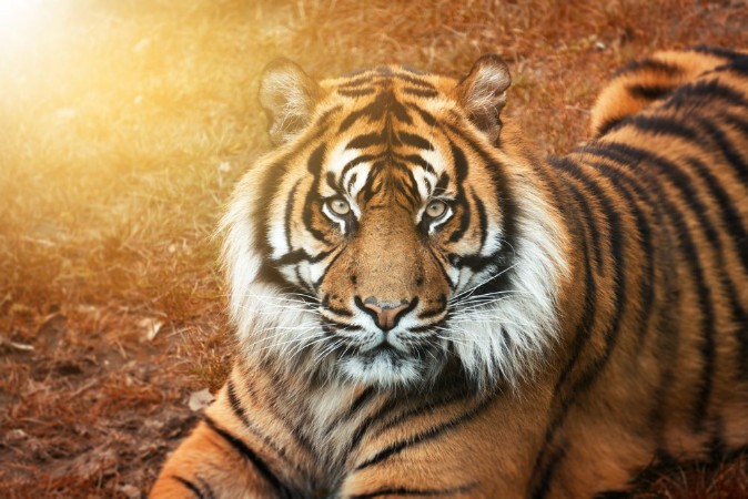 Bild på Tiger mnnchen bei Sonnenuntergang von nah im Portrait mit intensiven Augen