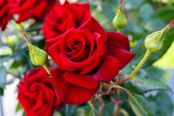 Bild på Large bush of red roses on a background of nature