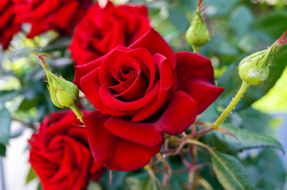 Afbeeldingen van Large bush of red roses on a background of nature
