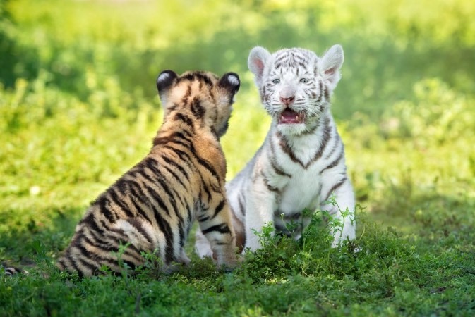 Picture of Two adorable tiger cubs sitting together outdoors