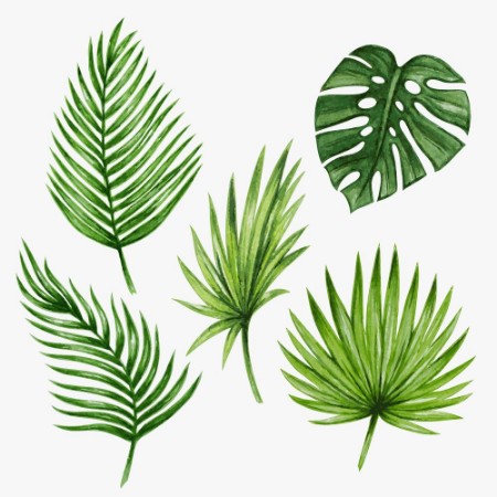 Afbeeldingen van Watercolor tropical palm leaves Vector illustration