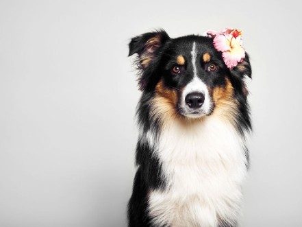 Picture of Lustiger Hund mit Blume