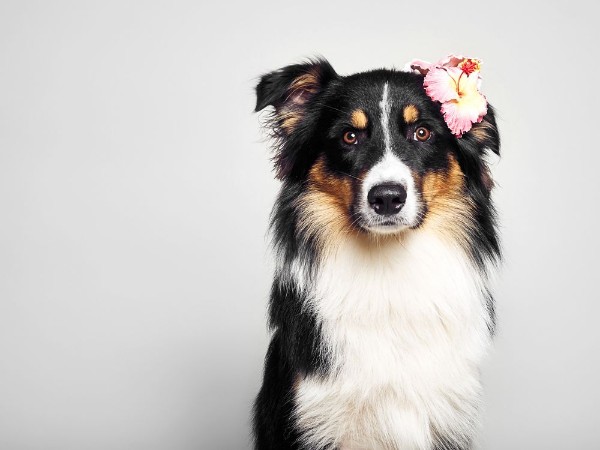 Afbeeldingen van Lustiger Hund mit Blume