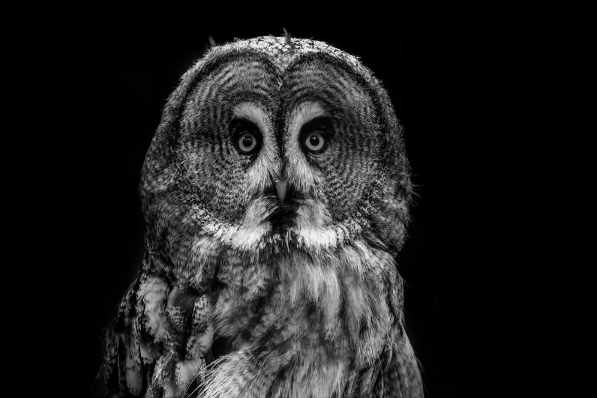 Afbeeldingen van Great grey owl