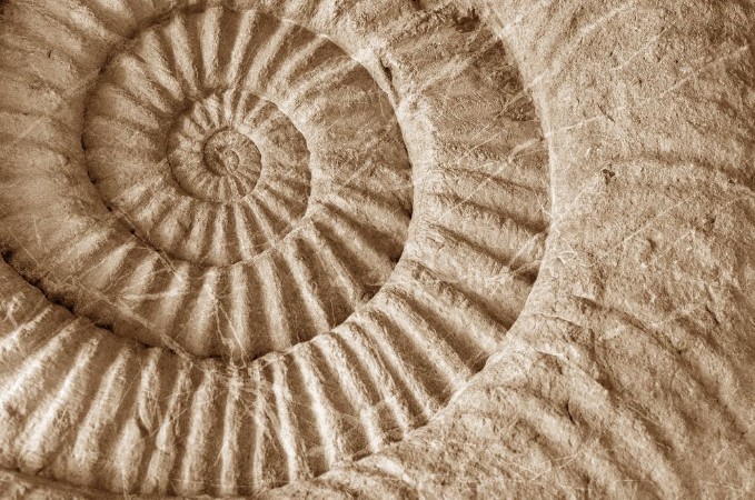 Afbeeldingen van Ammonite prehistoric fossil