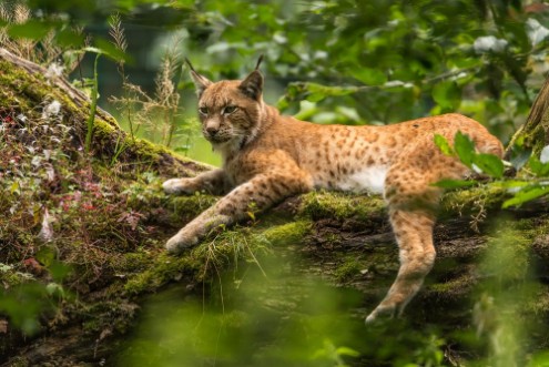 Image de Lynx on Tree