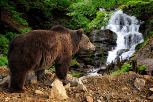 Picture of Big brown bear standing on a rock near a waterfall