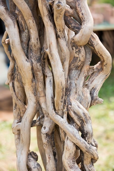 Picture of Twisted branches