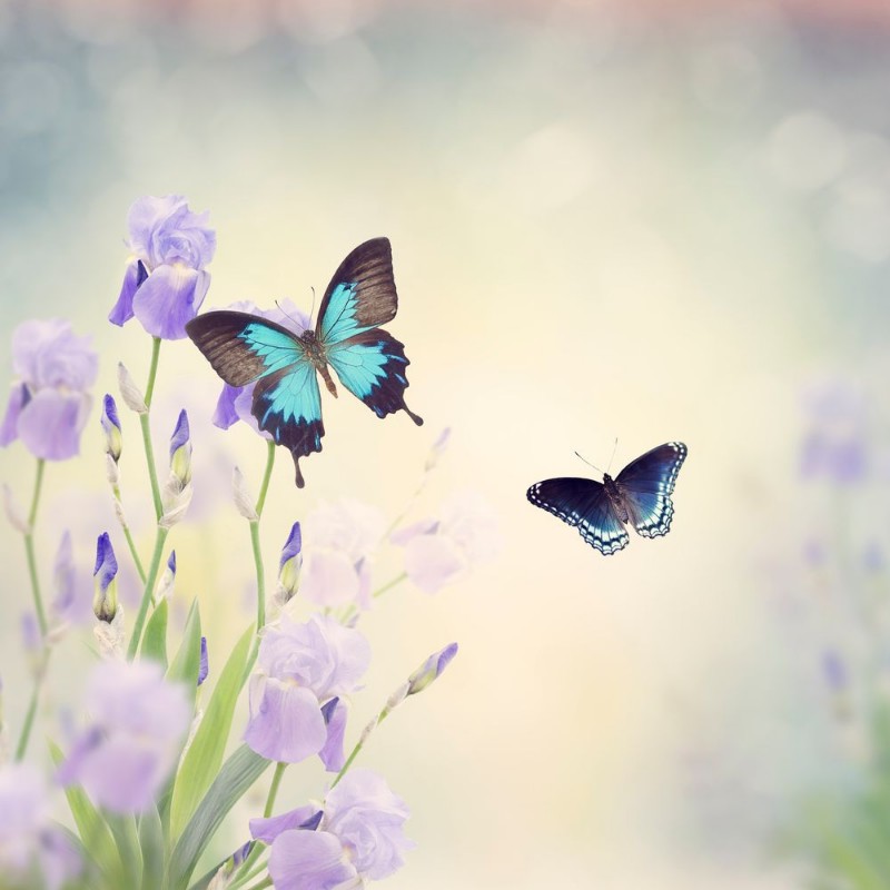 Afbeeldingen van Flowers and Butterflies