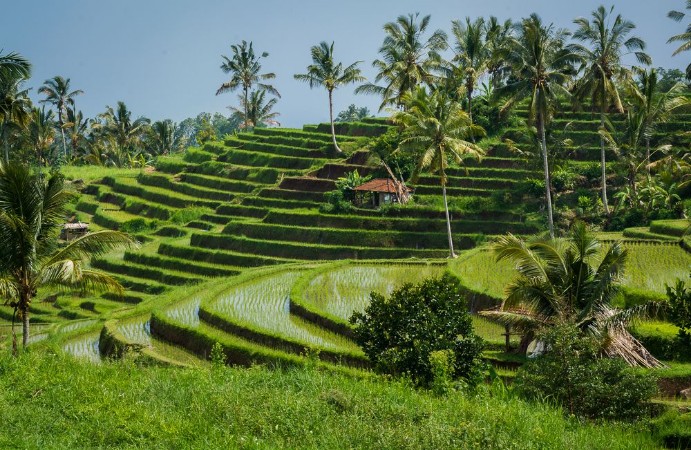 Bild på Rizires de Bali