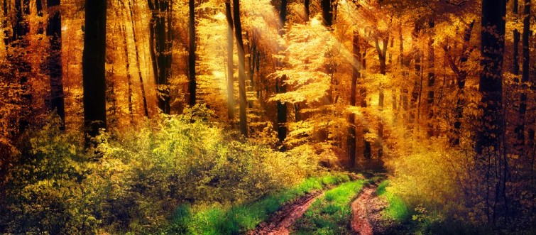 Image de Schner Wald im Herbst Lichtstrahlen fallen auf einen Waldweg