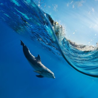 Bild på A dolphin swimming underwater