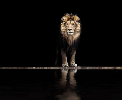 Bild på Portrait of a Beautiful lion lion at the waterhole