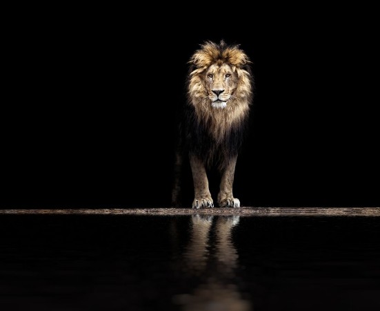 Afbeeldingen van Portrait of a Beautiful lion lion at the waterhole