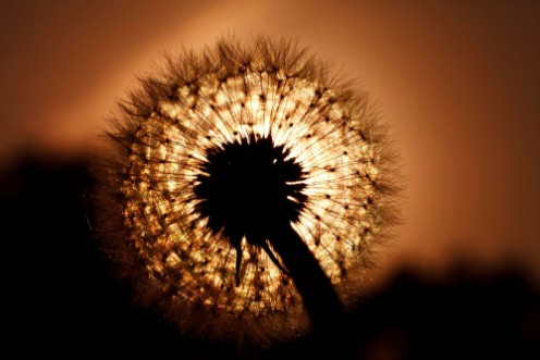 Picture of Beautiful big dandelion silhouette in the sunset light