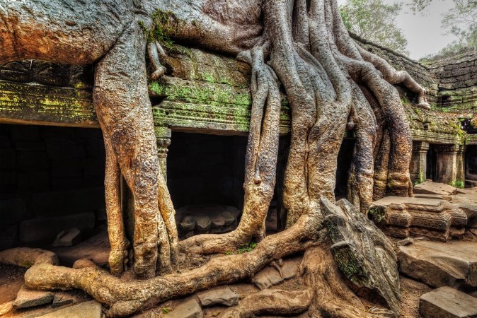 Image de Ancient ruins and tree roots Ta Prohm temple Angkor Cambodia 