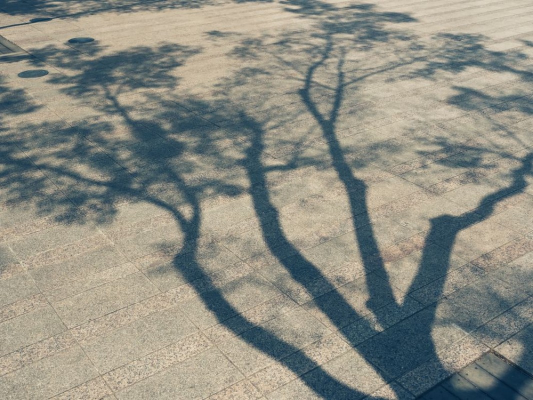 Afbeeldingen van Tree Branches shadow on cement Nature Abstract background