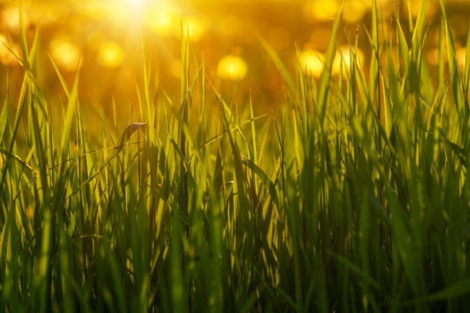Afbeeldingen van Green grass background