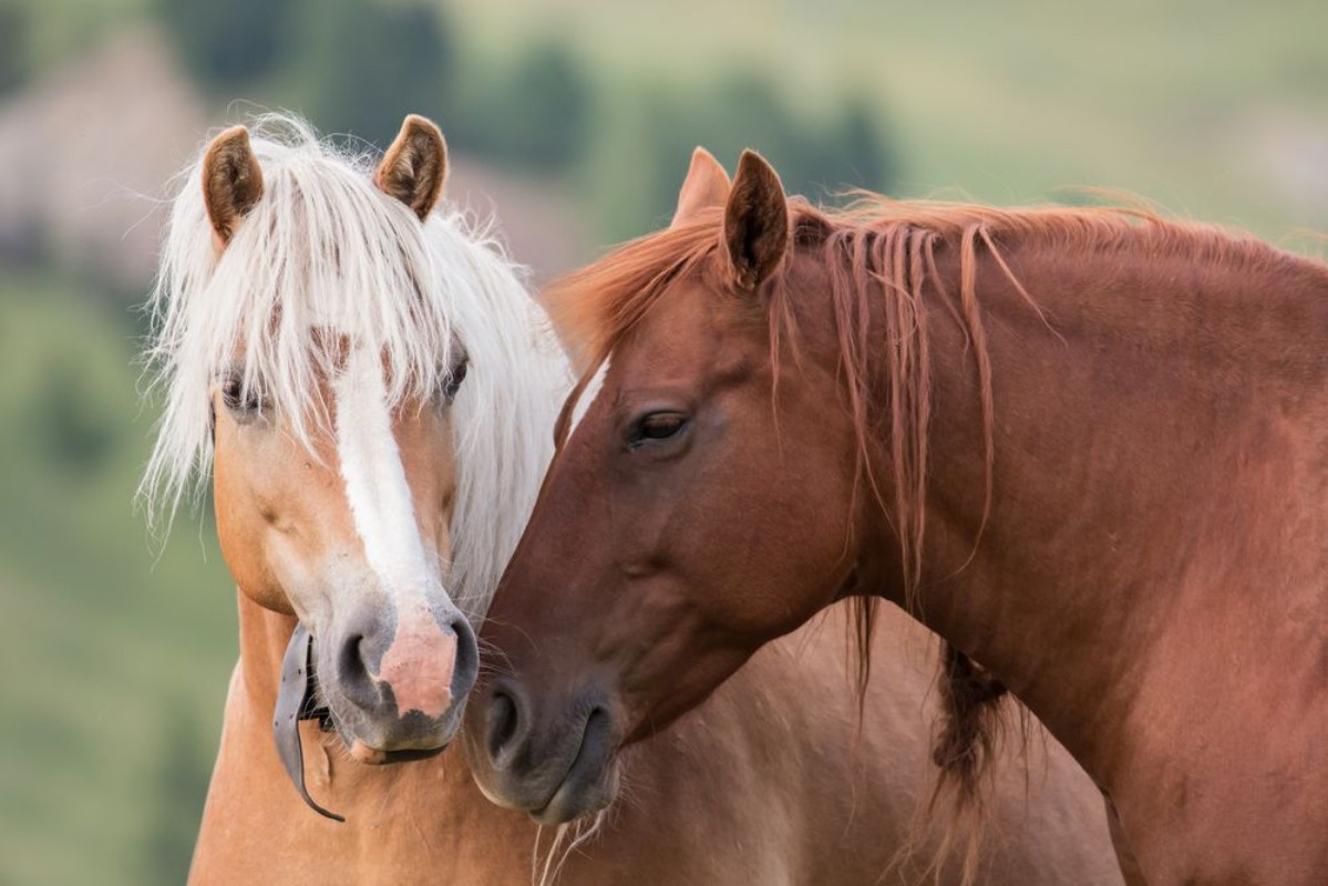 Afbeeldingen van Horses couple portrait South Tyrol Italy