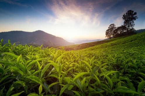 Picture of Tea plantation in Cameron highlands Malaysia