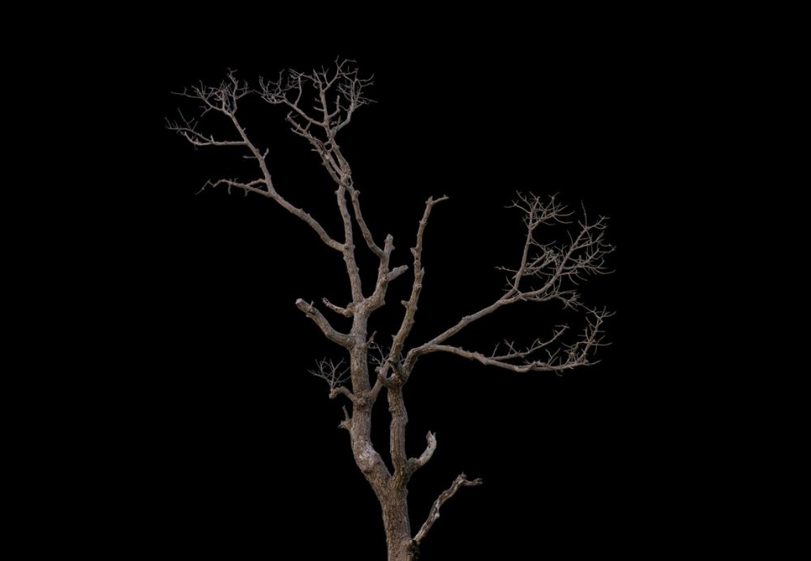 Afbeeldingen van Dead tree on black background