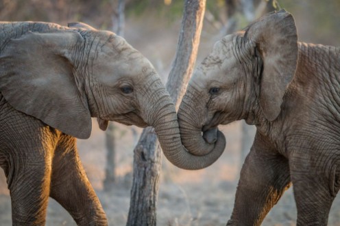 Afbeeldingen van Elephants playing in the Kruger