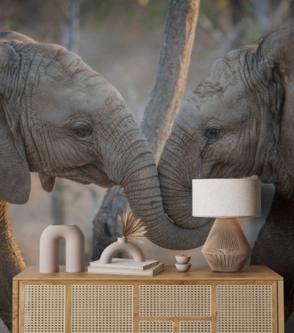 Afbeeldingen van Elephants playing in the Kruger