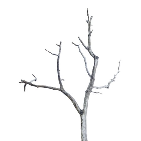 Picture of Single old and dead tree isolated on white background This has clipping path