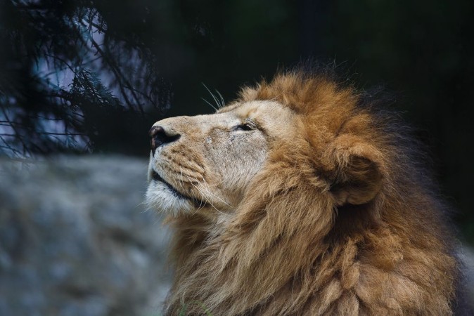 Bild på Portrait of lion