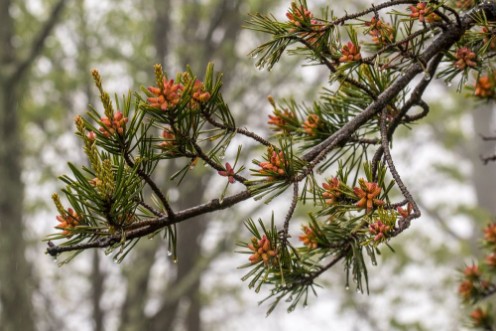 Picture of Wide View of Tiny Pine Cone Buds