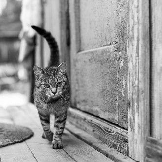Afbeeldingen van Cat on the porch of a village house black and white photo