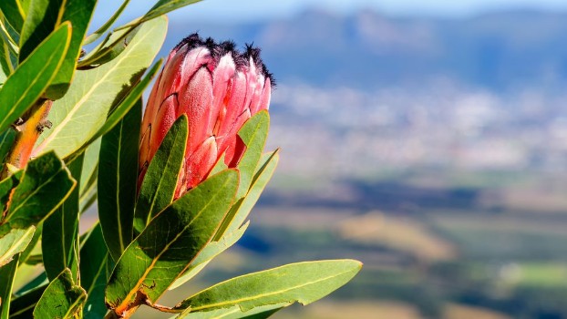 Bild på Red Mountain Protea
